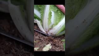 How to harvest  bok choy #salad  #vegetables #satisfying #freshing #farm #fresh #farming #shorts