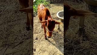 Biggest Bull In The World TikTok Viral Animals Video Biggest Cow In The World 802