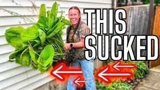 The Secret To Moving XL Perennial Plants!