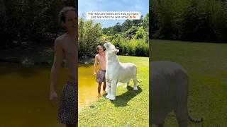 A kind man raised an orphaned white tiger cub with love #tiger #wildanimals