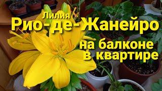 Как цветет уличная лилия в квартире на балконе