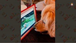 The Dog with Television Compilation