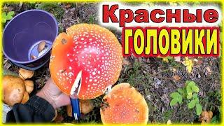 В лес за КРАСНОголовиками