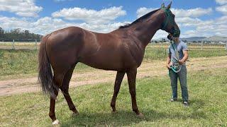 CABALLO SPC REGISTRADO LLAMADO EREN $ 1.500.000 - LOSEQUINOS.COM