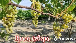 Виноград Краса Севера