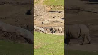 Look at This Rhino Running!