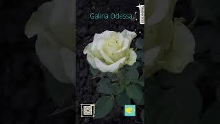 Galina Odessa Приветствую вас Вы подарок вселенной @galinaodessa3631
