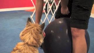 Courteous Canine of Tampa - Push Ball