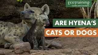 Everything you didn’t know about spotted hyenas | Animal Facts | EcoTraining