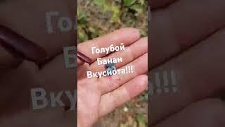 Жимолость Голубой Банан. #саженцы #растения #отправкапочтой #дача #черенки #жимолость
