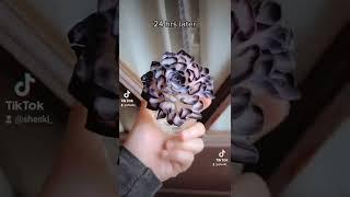 Black Sharpee on a Fragrance Flower #fragrance #flower #scentsy #sharpee #color #scentsandsoul