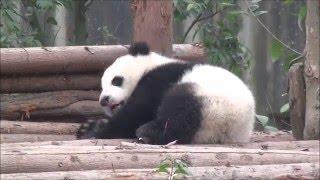 Giant Panda: Sleeping Position