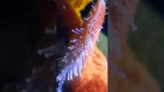 Starfish Tube Feet ⭐️ #shorts #starfish #fish