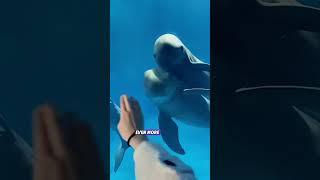 #cuteanimals #youtubeshorts  #animals #short  #lovestory #cute #lovestory
