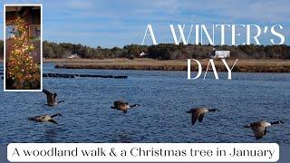 Walking in our Winter Woodland to the sea | Another Christmas Tree | Cape Cod Day Postcard