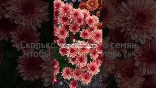 Семян много не бывает! Вы согласны?#tiko #семена #растения #цветы #сад #дача