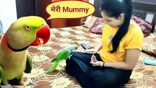 Mummy Papa Ka cute Beta Pablo Parrot