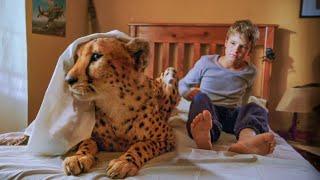 Boy Raises a Pet Tiger Until It Grows Up and Becomes His Second Soul