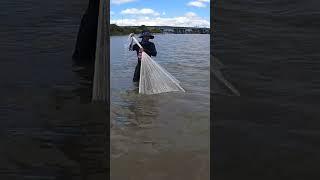 Net Fishing big fish #shorts #jalaikan #netfishing #fishing  #fish #ikan