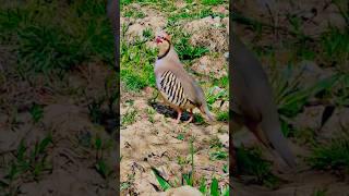 world most beautiful bird||KEKLİK Avi partridge family mountain hunting trip @keklik-tv @Hunt