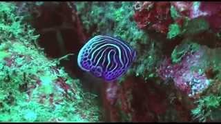 Juvenile Angelfish