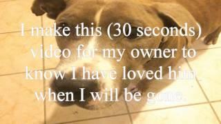 My sweet dog amstaff will dies in 3 months!