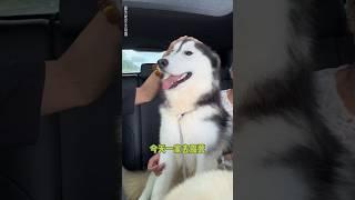 不拆：露營俺要當乖寶寶 哈哈：今天就是作到底#哈士奇