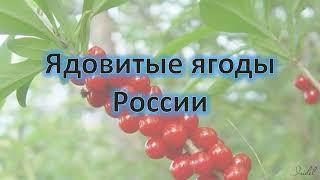 ЯДОВИТЫЕ ЯГОДЫ РОССИИ презентация 8 класс по ОБЖ с озвучкой