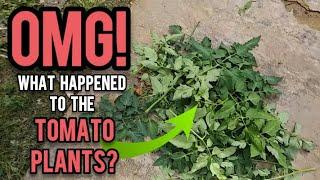 OMG What Happened to the Tomatoes Plants?  - Ann's Tiny Life and Homestead