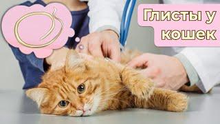 Как вывести глисты у кошки