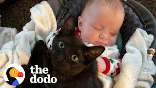 Kitten Caught On Baby Cam Sneaking Into Sister's Crib For A Snuggle | The Dodo