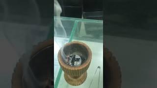 oud muattar azraki #oudalshaan #nature #fragrance #trending #shorts #viralvideo #movie #bakhoor #yt
