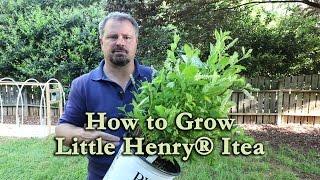 How to grow Little Henry® Itea (Dwarf Sweetspire) with a detailed description