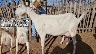 FEIRA DE CARNEIROS E CABRAS NA VILA JERIMUM T.N-PE 22/12/2024