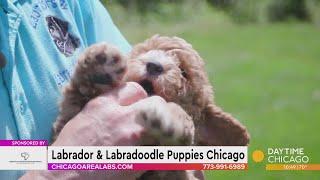 Labrador & Labradoodle Puppies Chicago