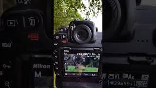 wildlife Photography live on location | Nikon D500