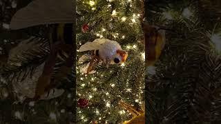 Insects on Christmas Tree