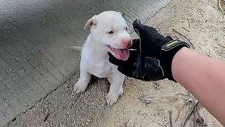 A man met a "scam" puppy that dashed out to block his motorcycle, it was eager to be taken home！