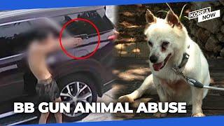 Young men investigated for shooting tied dogs with BB guns