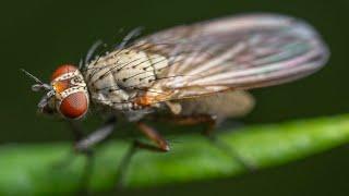 Relaxing 24 Minutes of POV Macro Photography