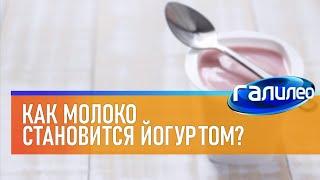 Галилео  Как молоко становится йогуртом?