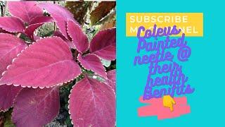 Coleus Painted nettle/Mayana #herbalplants#healthbenifits