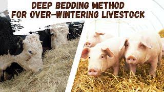 Deep Bedding: Over-wintering cows to chickens!