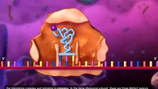 DNA transcription and translation   McGraw Hill