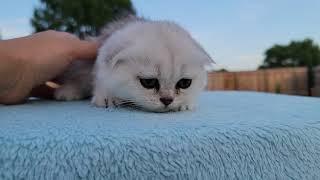 silver chinchilla Scottish fold female