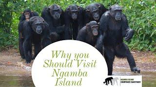 Visit Ngamba Island and what activities you can do