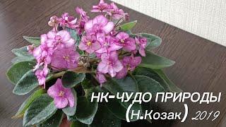 Фиалка НК-Чудо Природы (Козак Наталья)