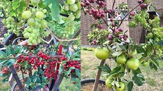 8 BEST FRUIT TO GROW IN POTS/CONTAINER