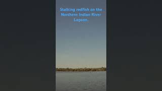 Stalking redfish on the North Indian River Lagoon #redfish #fishing #kayakfishing #floridafishing