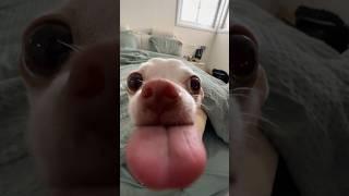 Niki licked my camera